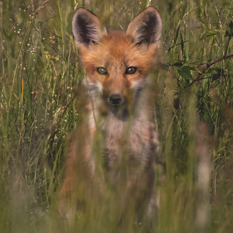 A red fox sits in a grassy field