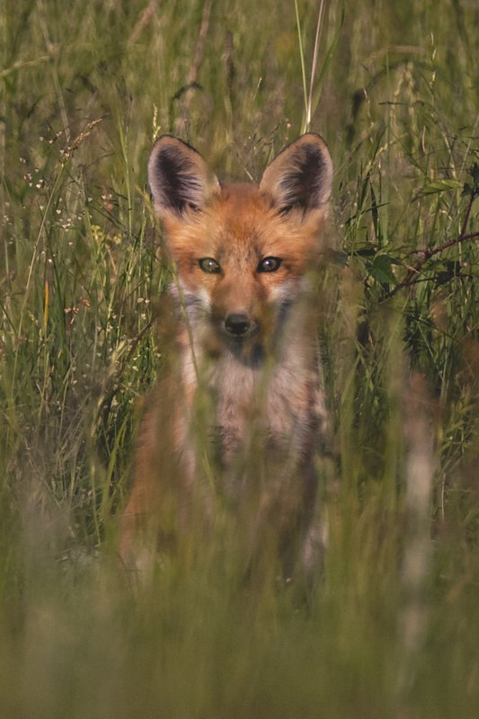 A red fox sits in a grassy field