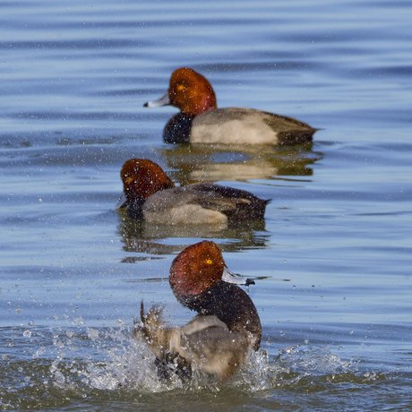 Three Redhead ducks swim and splash in the water