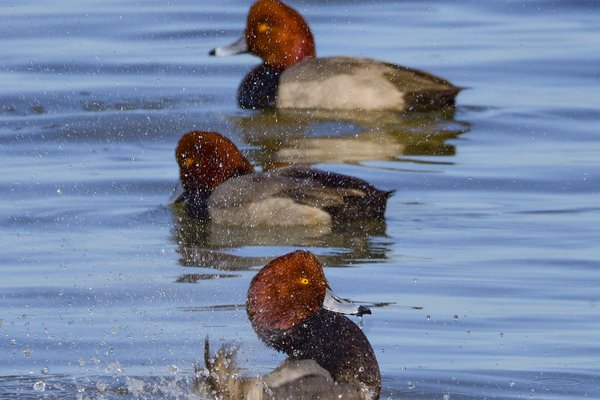 Three Redhead ducks swim and splash in the water