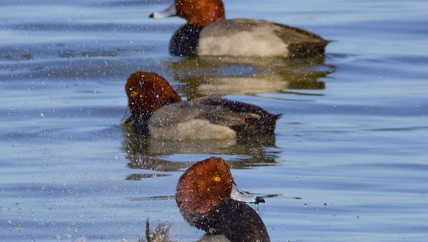 Three Redhead ducks swim and splash in the water
