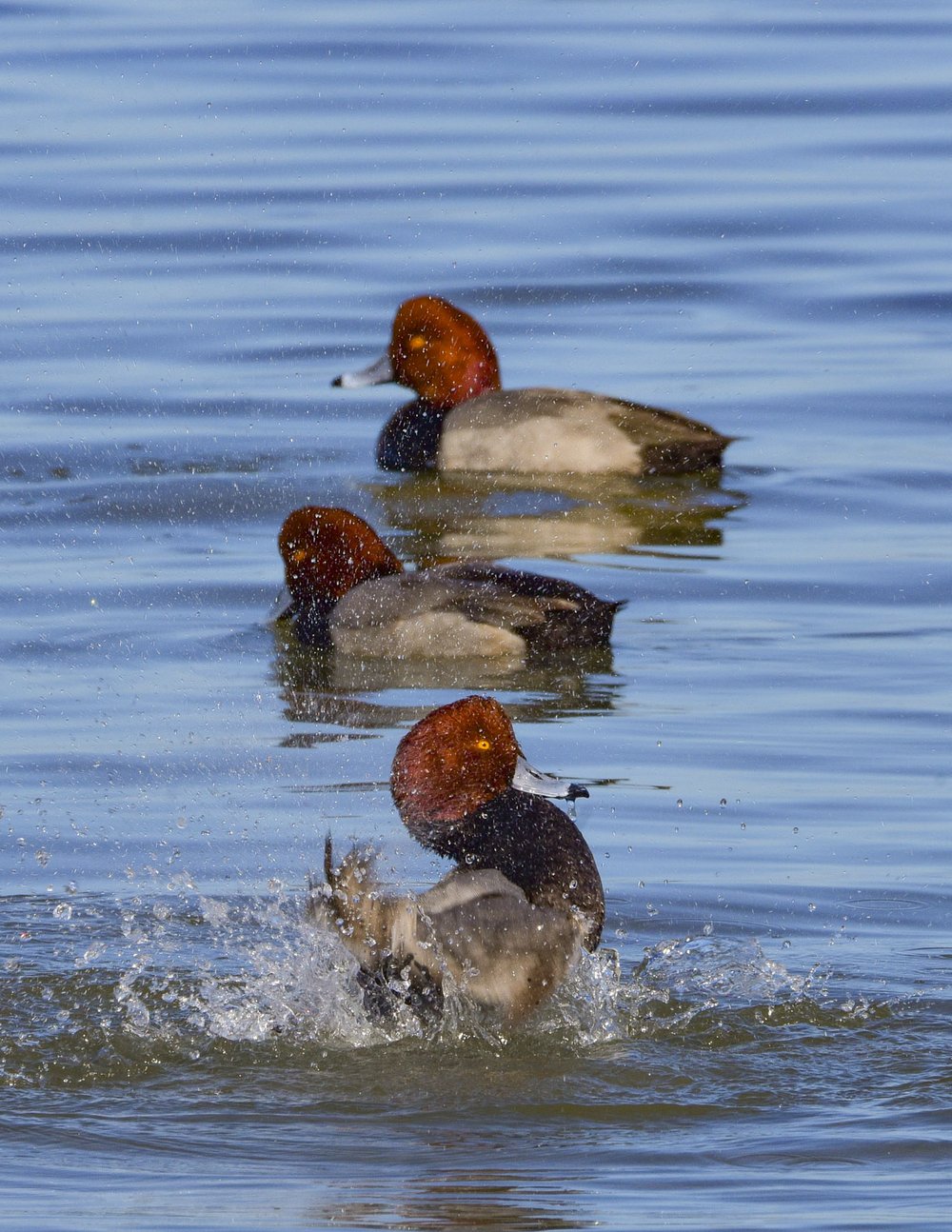 Three Redhead ducks swim and splash in the water