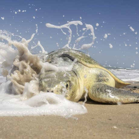 A sea turtle laying on the beach gets splashed by a wave