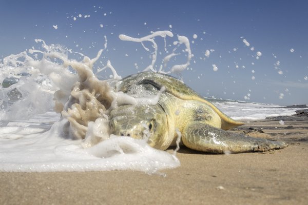 A sea turtle laying on the beach gets splashed by a wave