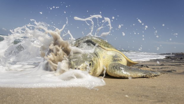 A sea turtle laying on the beach gets splashed by a wave