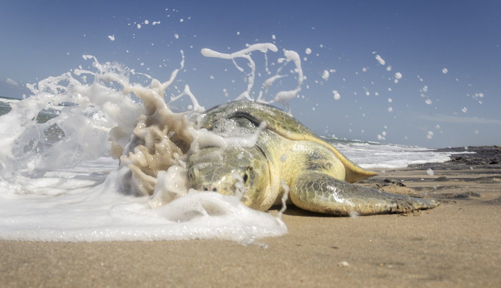 A sea turtle laying on the beach gets splashed by a wave