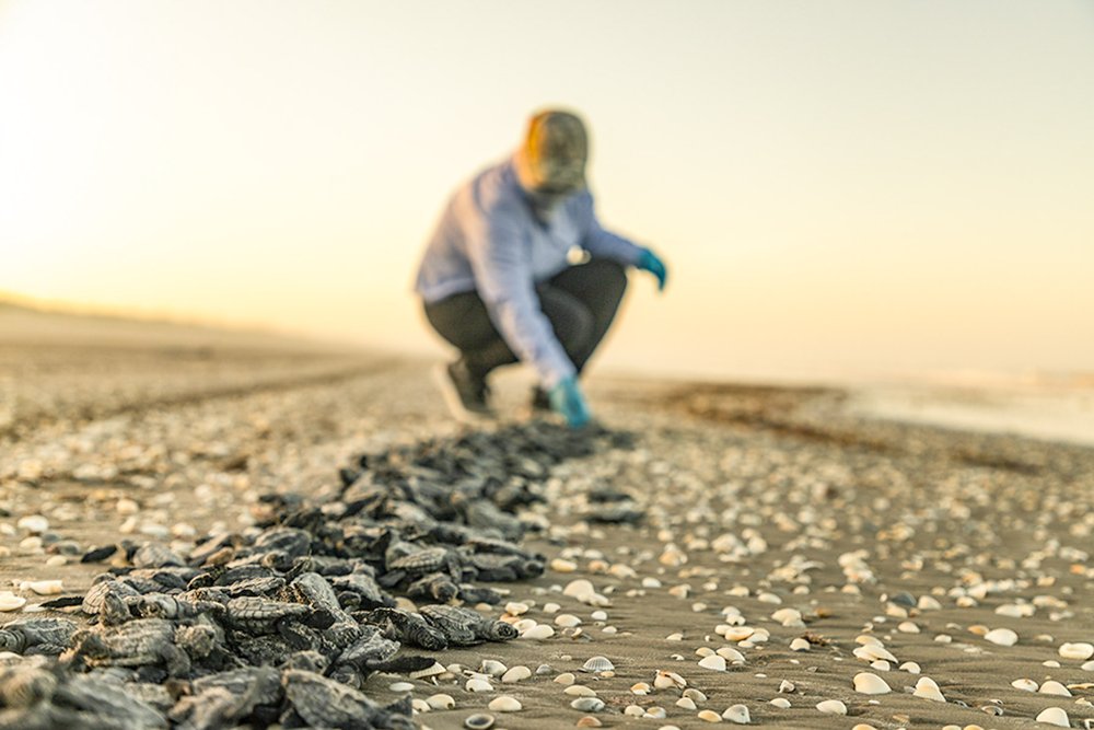 A line of baby sea turtles on the beach