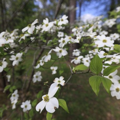 0325_Travel_Dogwood_DaveyDogwoodPark_Palestine__MG_0722_SonjaSommerfeldTPWD