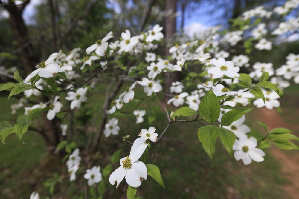 0325_Travel_Dogwood_DaveyDogwoodPark_Palestine__MG_0722_SonjaSommerfeldTPWD