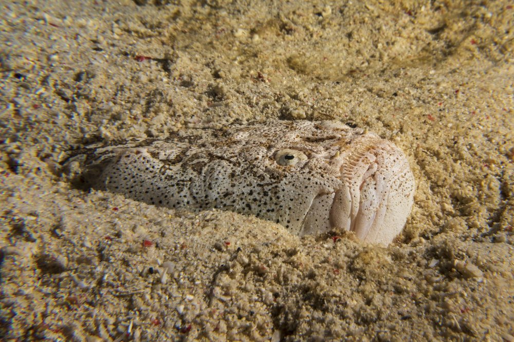 A fish with eyes on top of its head buries itself in sand in the ocean