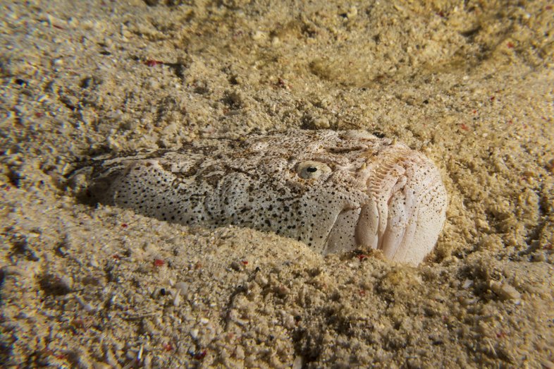 A fish with eyes on top of its head buries itself in sand in the ocean