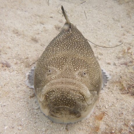 A fish with eyes on top of its head sits on the ocean floor