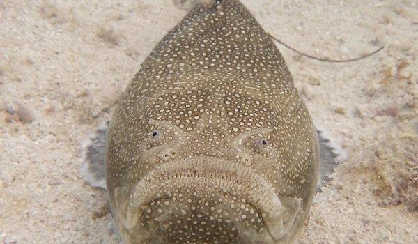 A fish with eyes on top of its head sits on the ocean floor