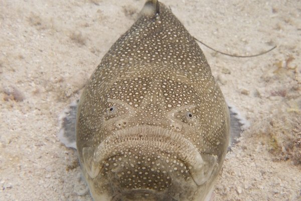 A fish with eyes on top of its head sits on the ocean floor