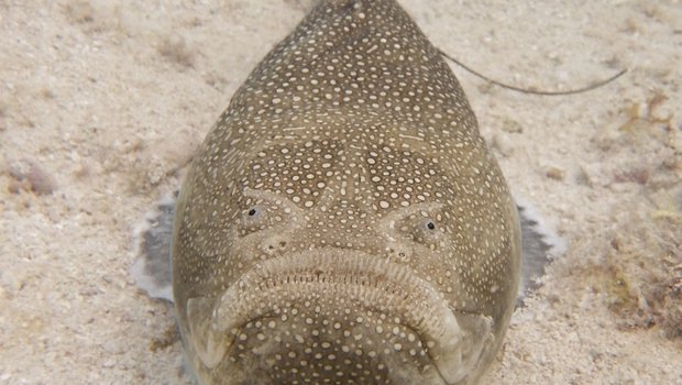 A fish with eyes on top of its head sits on the ocean floor
