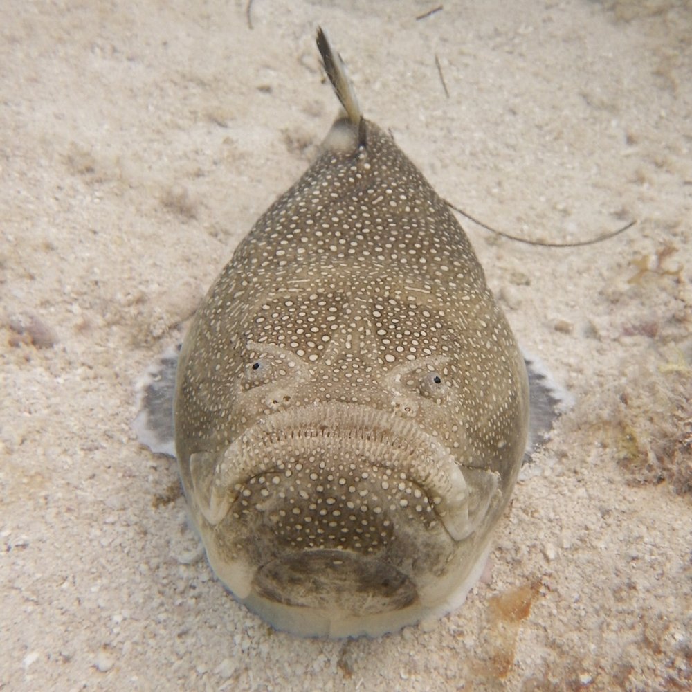 A fish with eyes on top of its head sits on the ocean floor