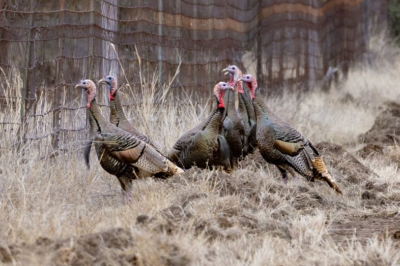 Turkeys gathered near a fence.