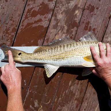 A fish being measured on a wood deck.