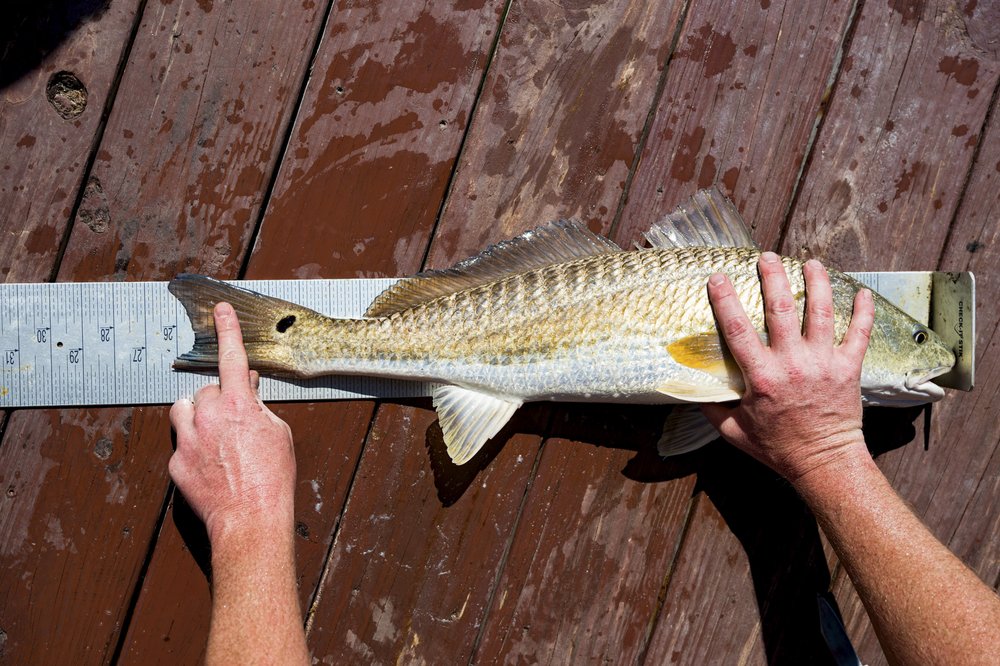 A fish being measured on a wood deck.