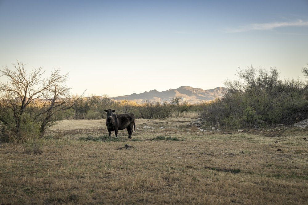 A cow standing in a field.
