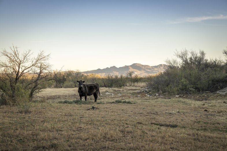 A cow standing in a field.