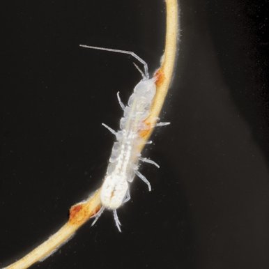 Isopod Lirceolus cocytus