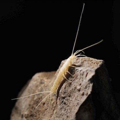 Silverfish Texoreddellia capitesquameo