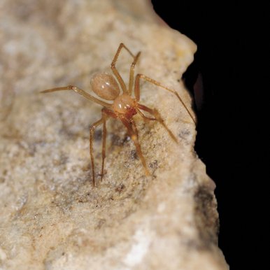 Spider Eidmannella tuckeri on a rock.