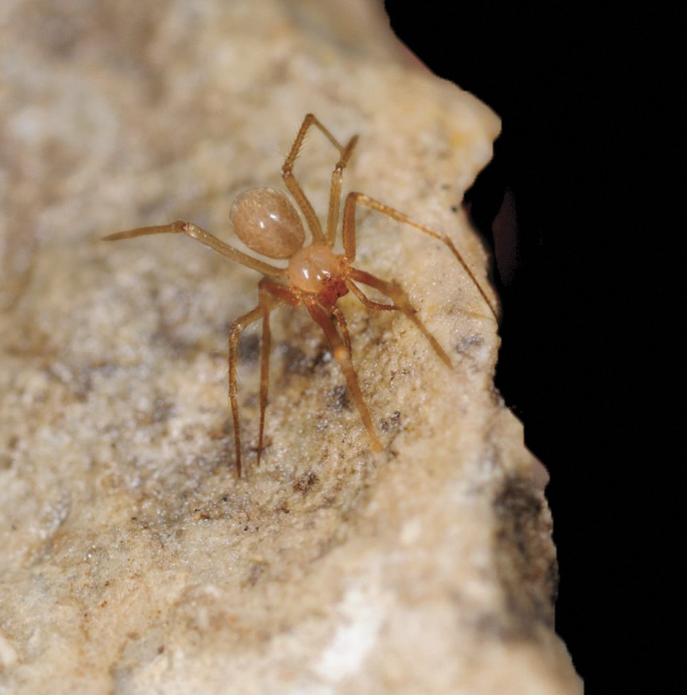 Spider Eidmannella tuckeri on a rock.