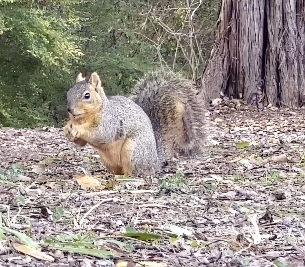 A squirrel eating near a tree.