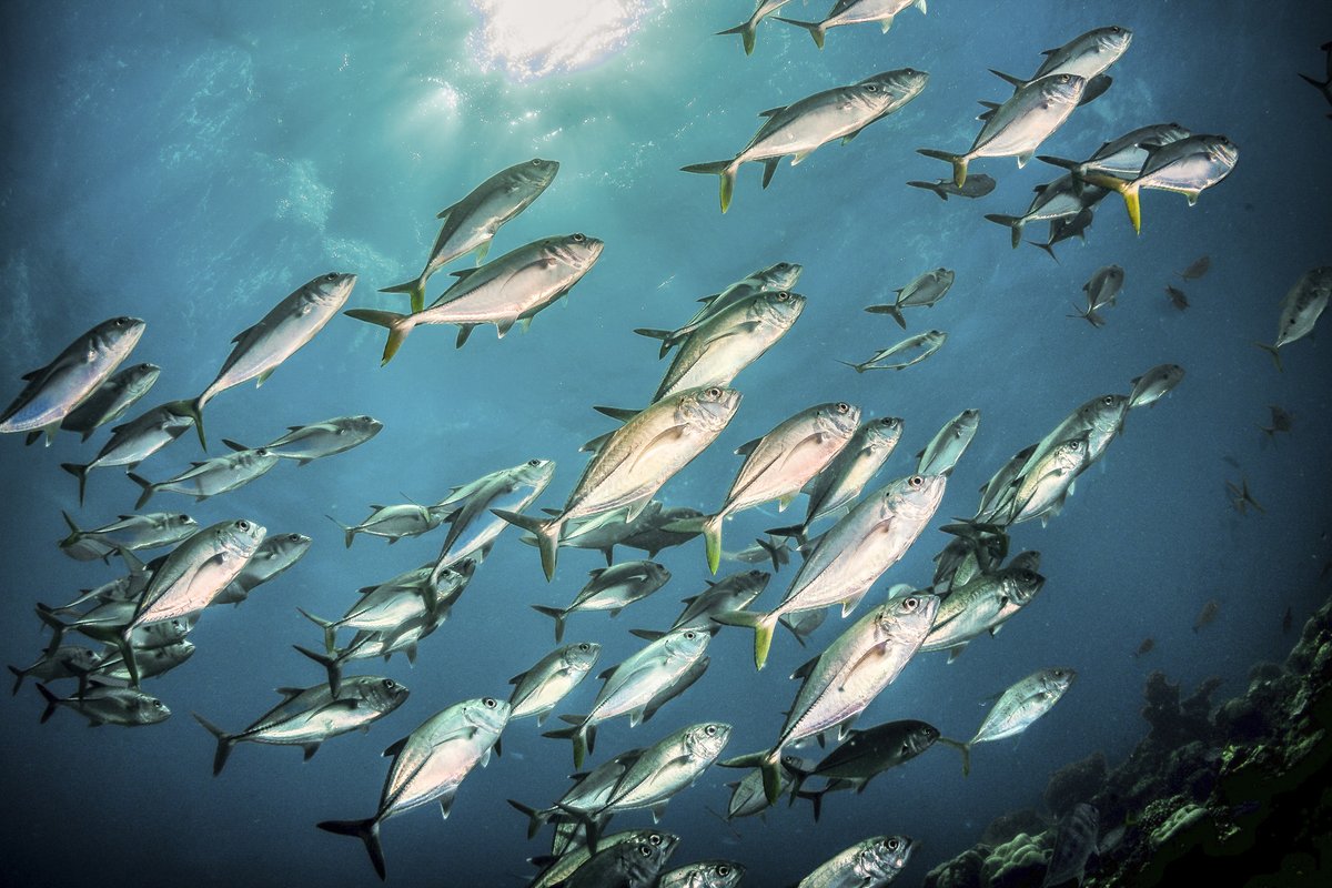 A school of pelagic fish swimming.