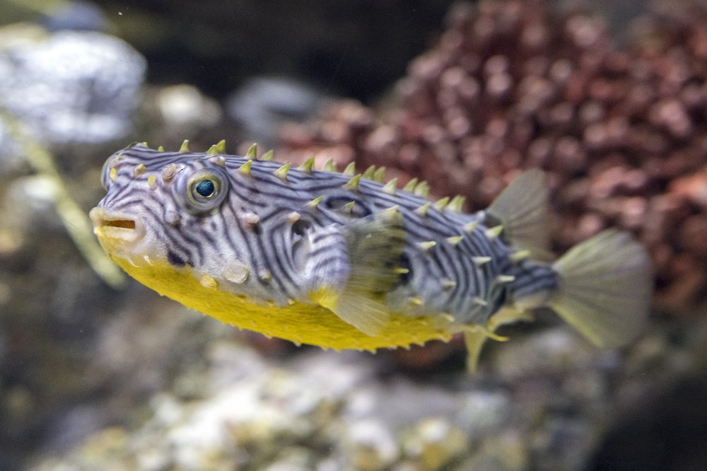 Yellow belly and black and white stripes on a Striped burrfish