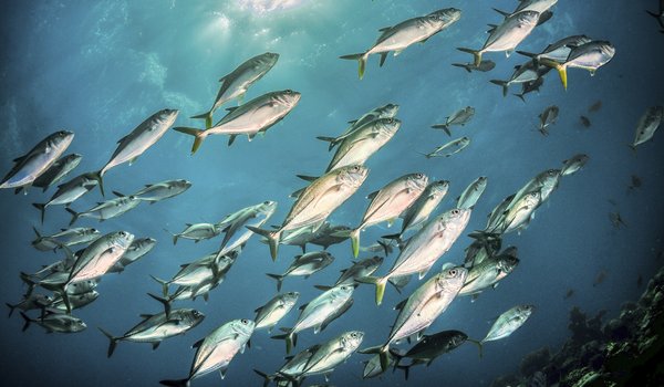 A school of pelagic fish swimming.