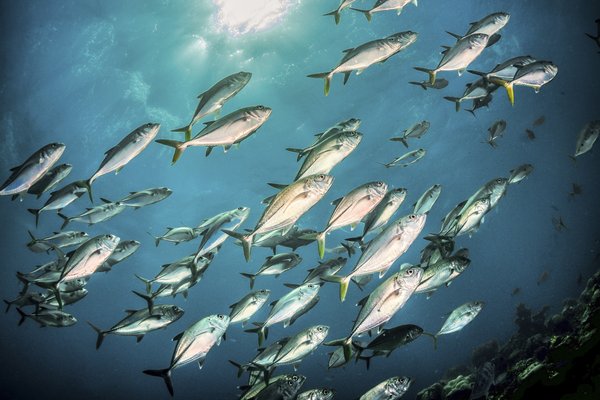 A school of pelagic fish swimming.