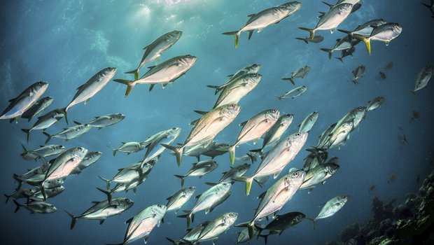 A school of pelagic fish swimming.