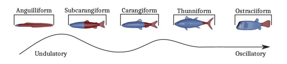 Locomotion modes of fish Swimming from Undulatory to Oscillatory