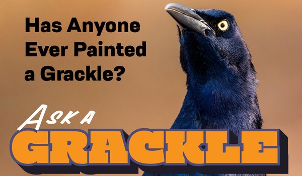 Graphic for Ask a Grackle with the question "Has anyone ever painted a grackle?"