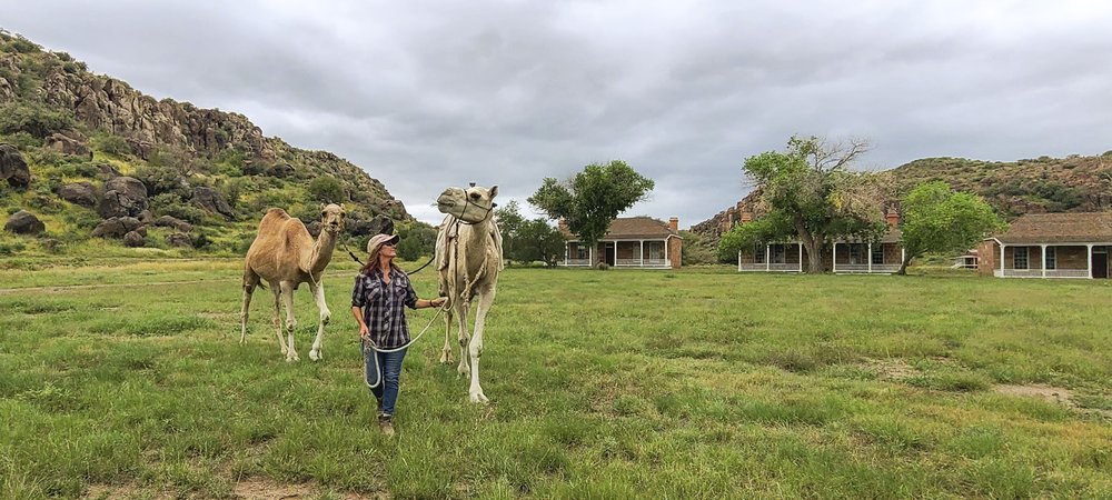 A person leading two camels through a field.