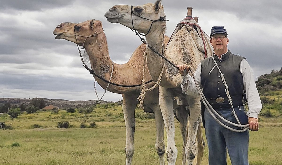 A person standing next to two camels in a field.