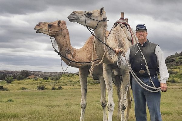 A person standing next to two camels in a field.