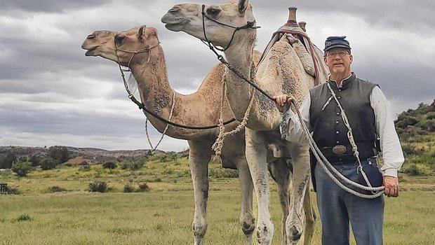 A person standing next to two camels in a field.