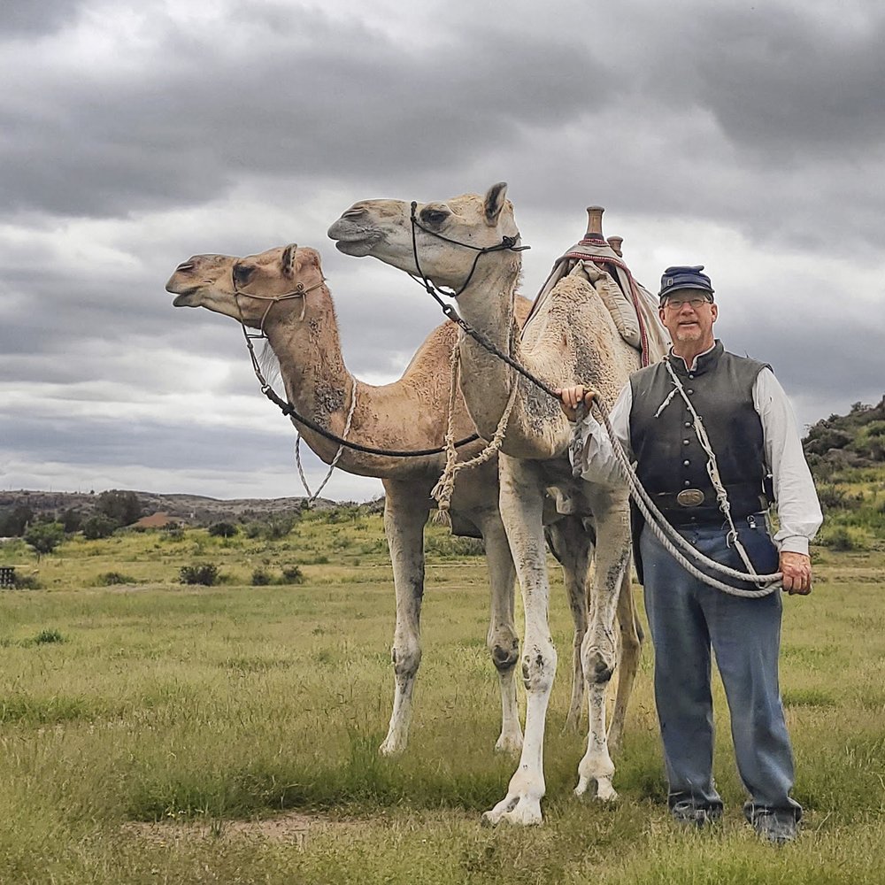 A person standing next to two camels in a field.