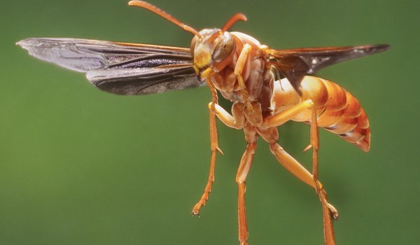 Paper Wasp in flight.