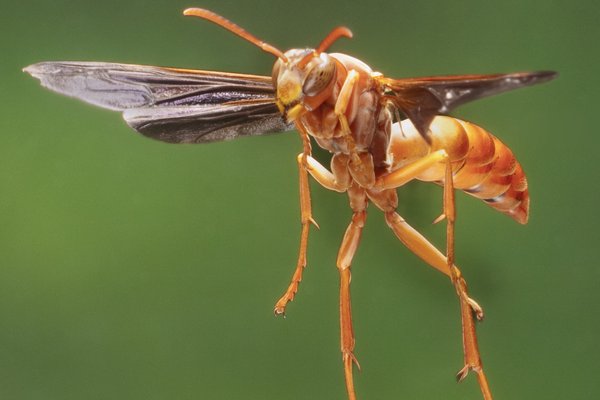 Paper Wasp in flight.