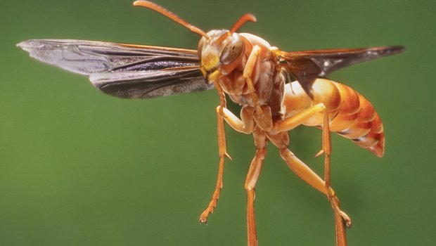 Paper Wasp in flight.