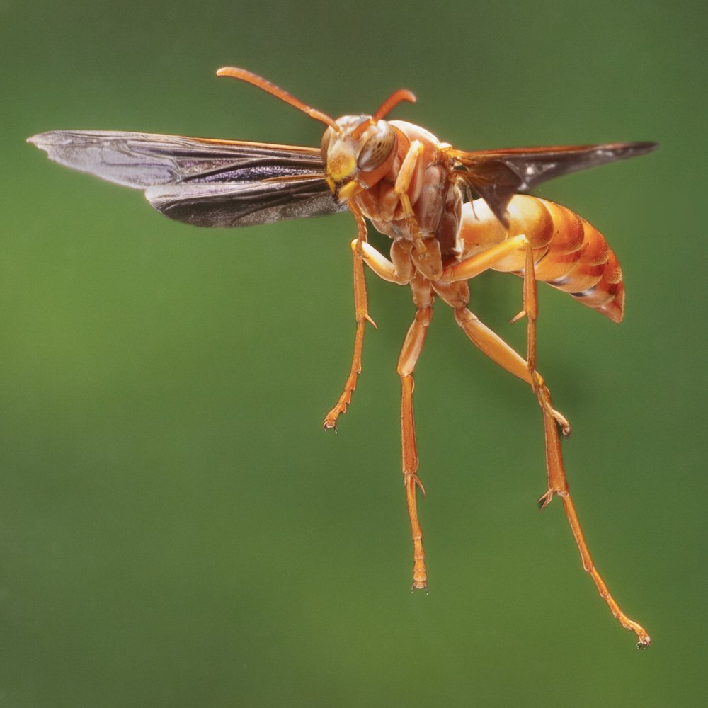 Paper Wasp in flight.