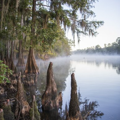 Cypress trees along river with fog