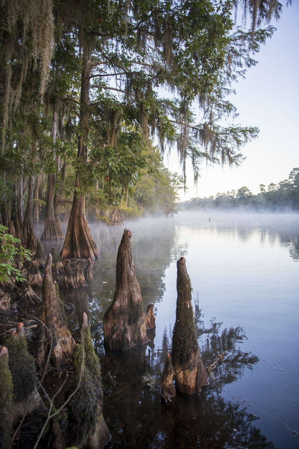 Cypress trees along river with fog
