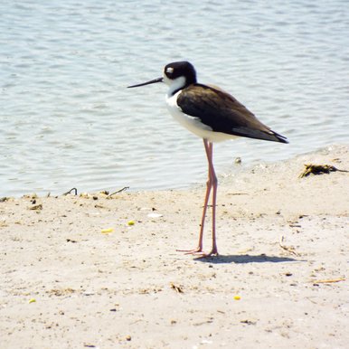 A bird stands on the beach next to water