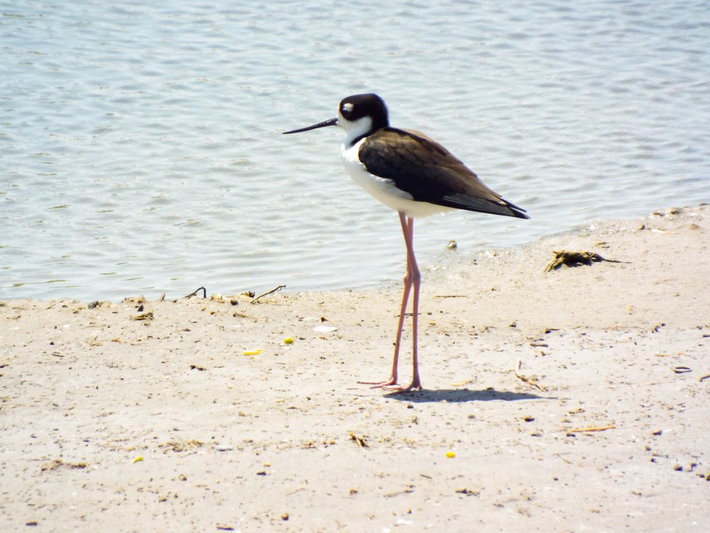 A bird stands on the beach next to water